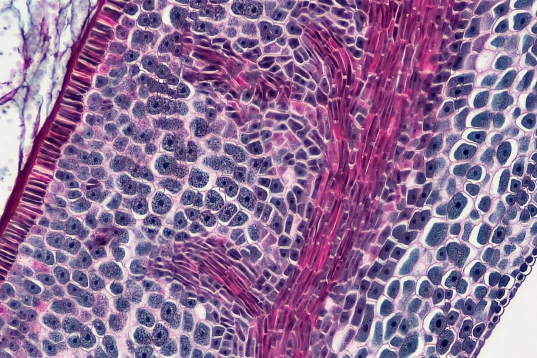 Oberarzt für Pathologie (m/w/d)