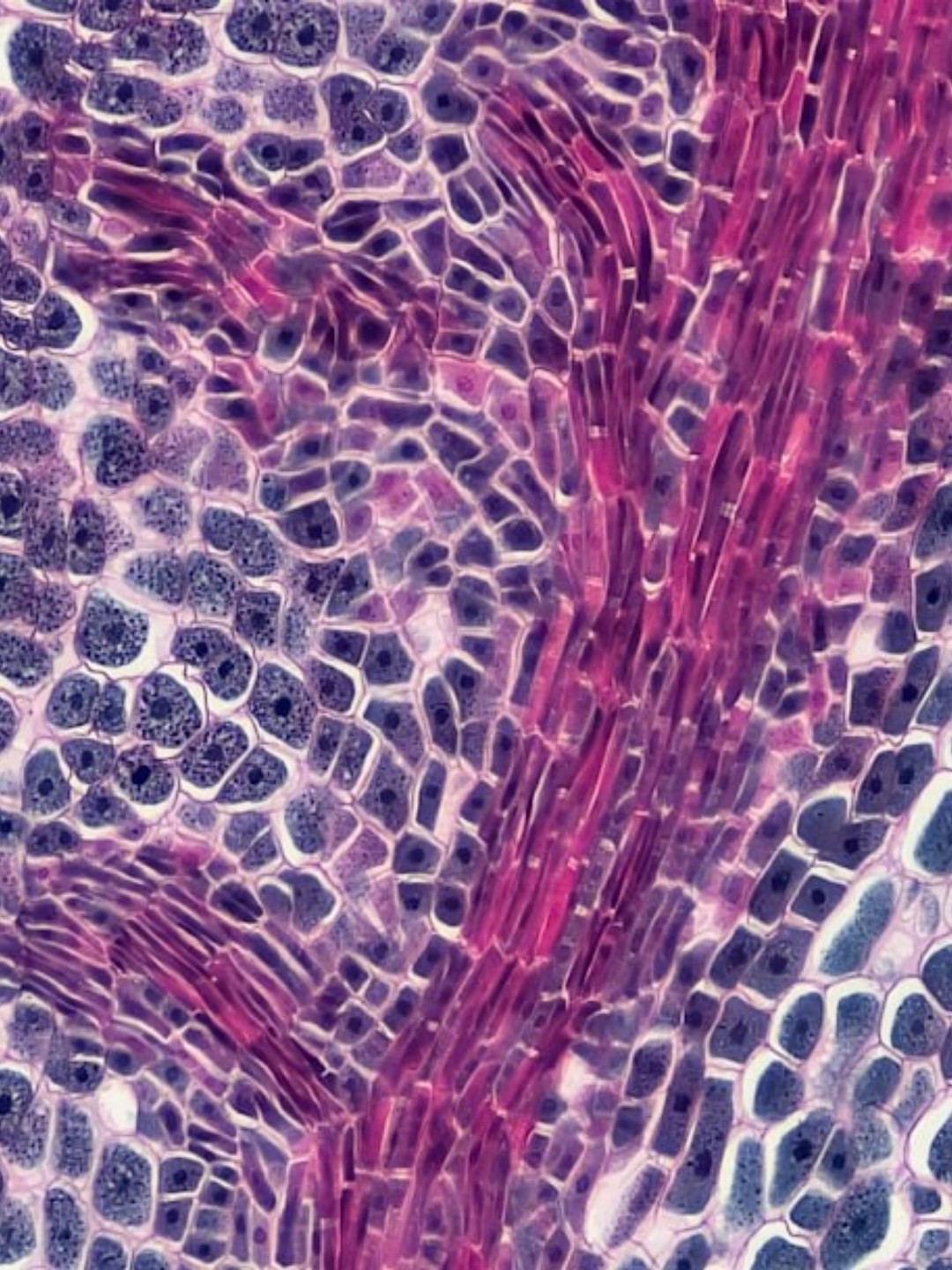 Oberarzt für Pathologie (m/w/d)